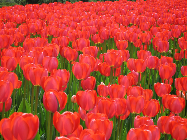 OttawaRedTulips.jpg